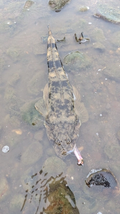 マゴチの釣果