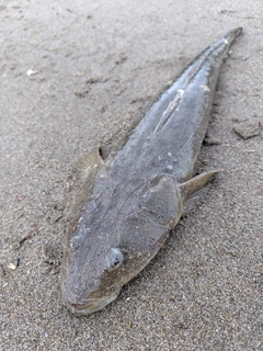 マゴチの釣果