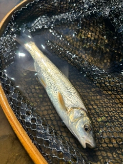 ウグイの釣果