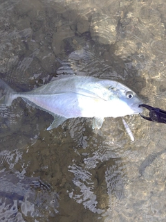 オニヒラアジの釣果