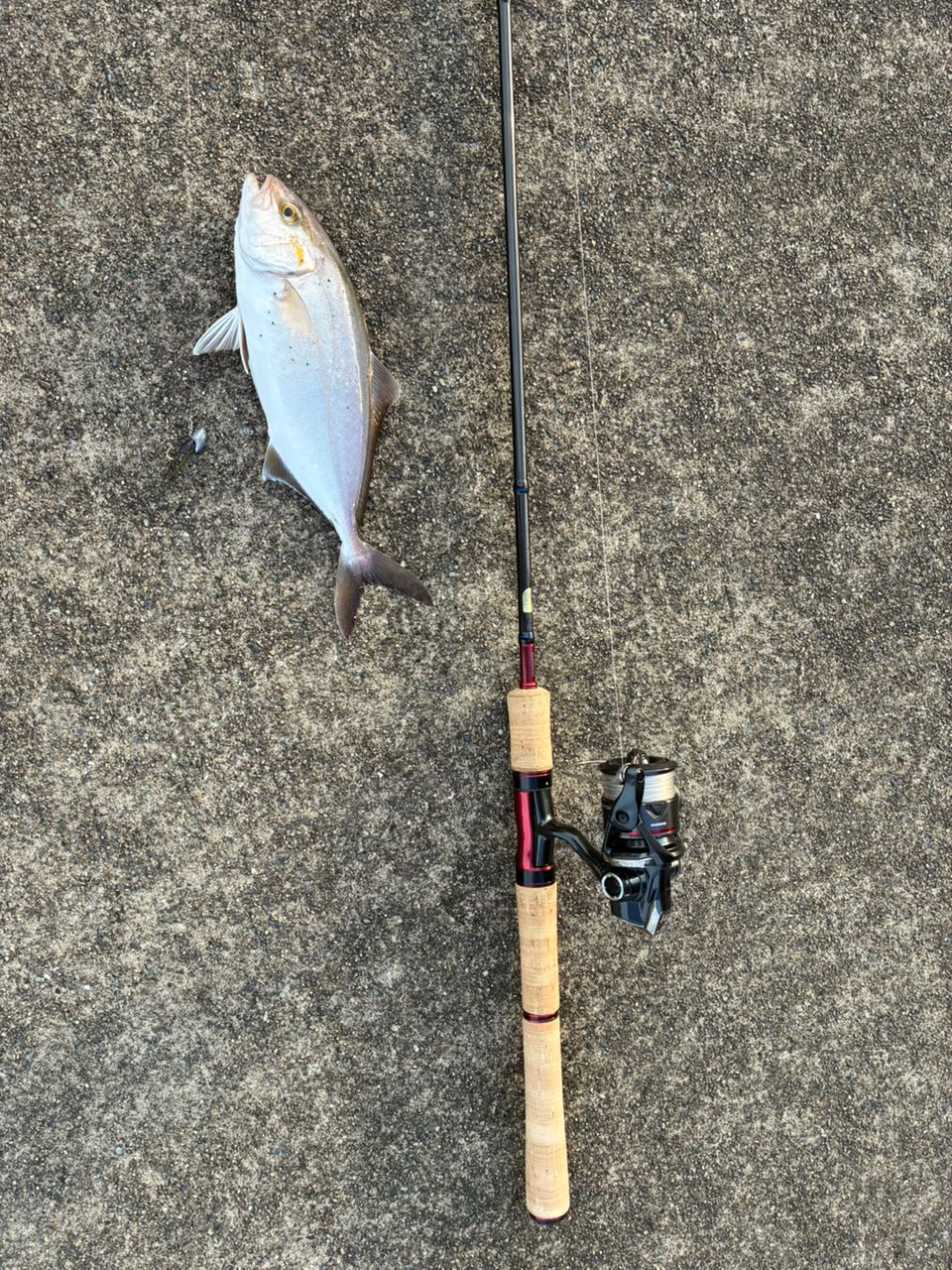 SHIMANO 19スコーピオン 2651R-2の最安値・インプレ・釣果 | 本音の