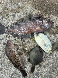 オオモンハタの釣果