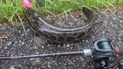 ライギョの釣果