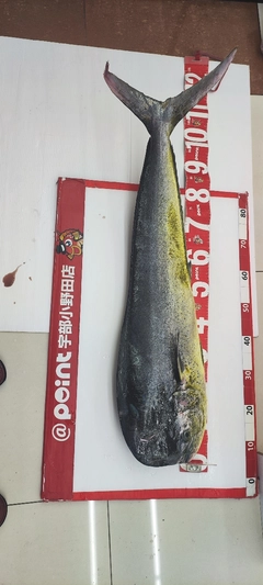 シイラの釣果