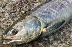 アキアジの釣果