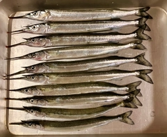 サヨリの釣果