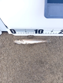 キスの釣果