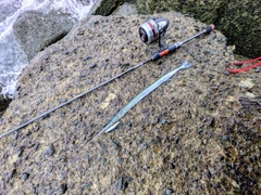 ダツの釣果