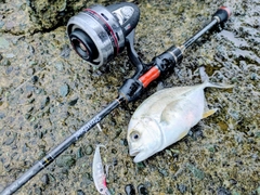 メッキの釣果