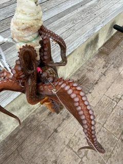 タコの釣果