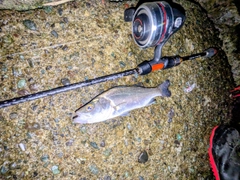 セイゴ（ヒラスズキ）の釣果