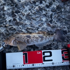 アイナメの釣果