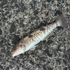 アイナメの釣果