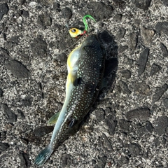 クサフグの釣果