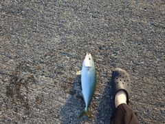 イナダの釣果