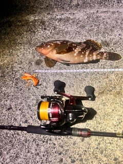 アコウの釣果