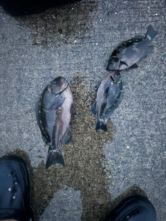 グレの釣果
