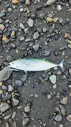 ワラサの釣果