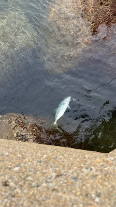 ツバスの釣果