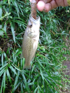 ラージマウスバスの釣果