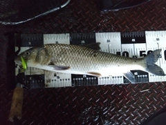 ニゴイの釣果
