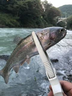 ニジマスの釣果