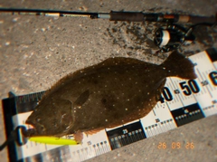 ヒラメの釣果