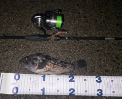 ソイの釣果