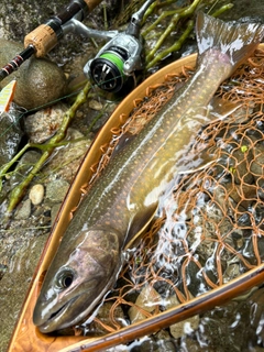 イワナの釣果