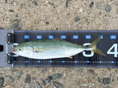 ツバスの釣果