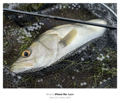 シーバスの釣果