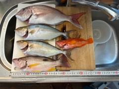 タイの釣果