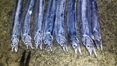 タチウオの釣果