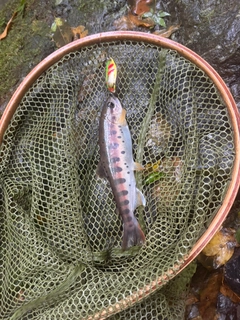 ヤマメの釣果