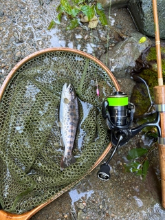ヤマメの釣果