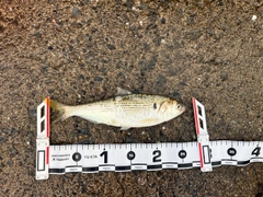 コノシロの釣果