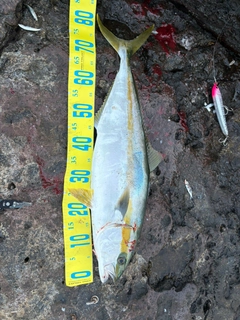 ヒラマサの釣果