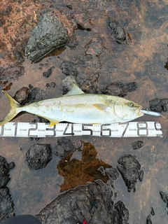 ヒラマサの釣果