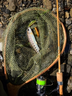 ヤマメの釣果