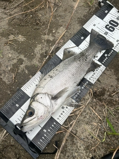 ヒラスズキの釣果
