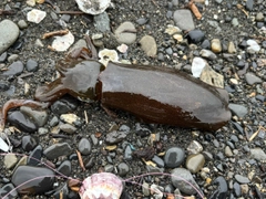 イカの釣果