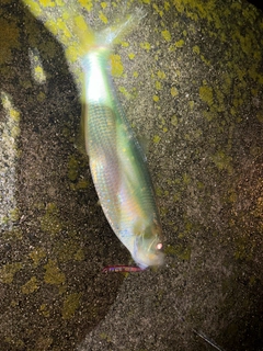 ヒラの釣果
