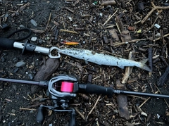 カマスの釣果