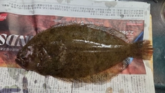 ヒラメの釣果