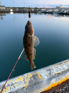 アイナメの釣果