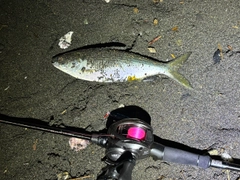 コノシロの釣果