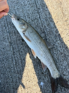 ウグイの釣果