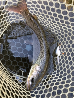 イトウの釣果
