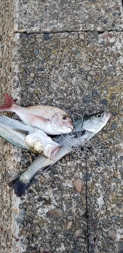 マダイの釣果