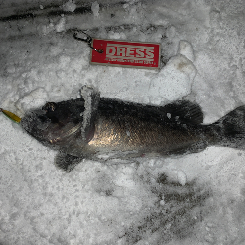 クロソイの釣果